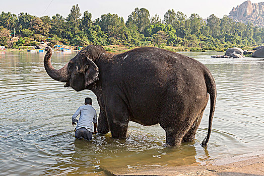 庙宇,大象,洗,河,印度,亚洲