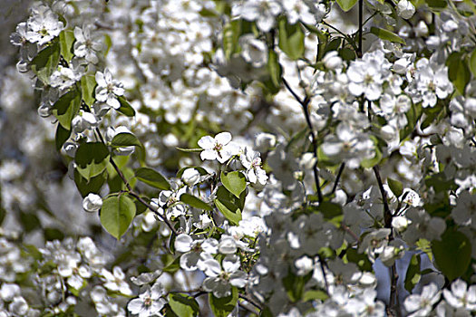 树枝上盛开的白色梨花