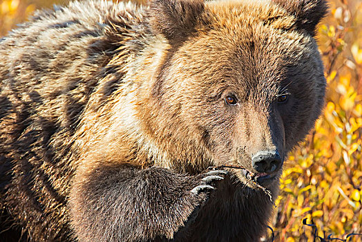大灰熊,棕熊,秋叶,戴珀斯特公路,育空,加拿大