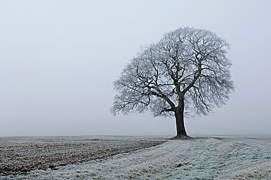 霜,陆地,山毛榉树,冬天
