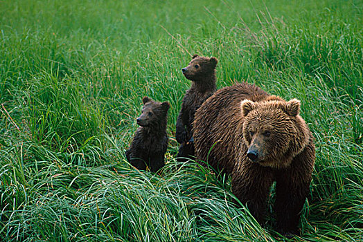 褐色,熊,两个,年轻,站立,长,草