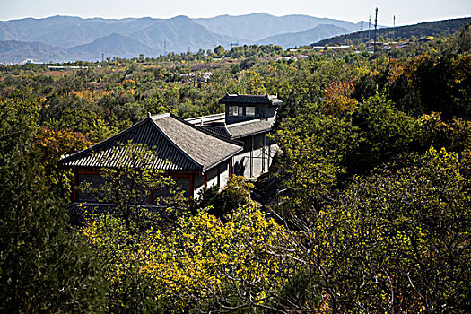 北京红叶枫叶冬日暖阳