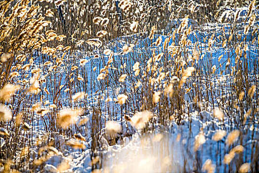 冬日,风光,芦苇,雪地