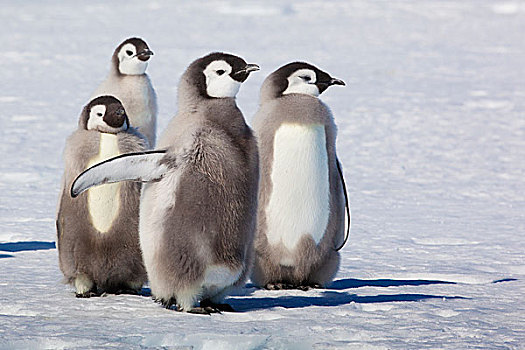 华盛顿,南极,帝企鹅,幼禽