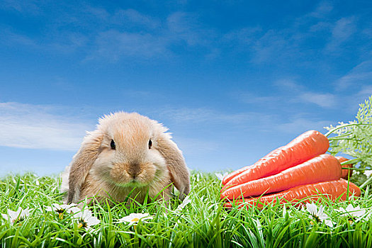 兔子,胡萝卜