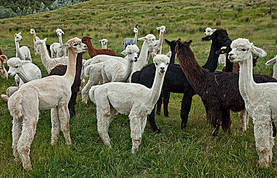 羊驼,牧群,新西兰