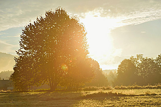 太阳,后面,树,早晨,秋天,巴伐利亚森林国家公园,巴伐利亚,德国