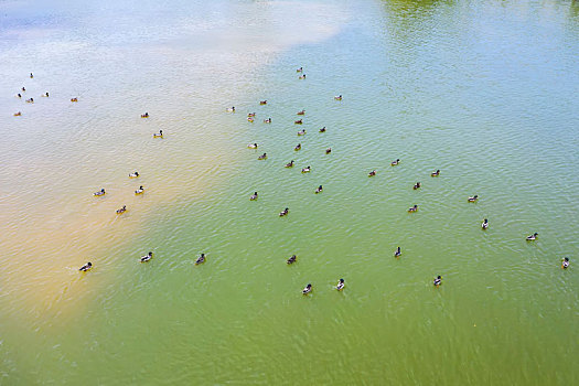 水上野鸭