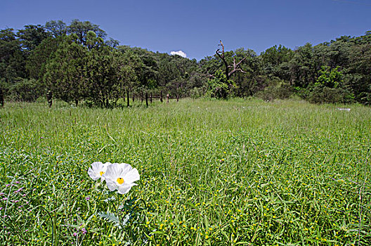 花,草场,巴塔哥尼亚,山峦,亚利桑那,美国