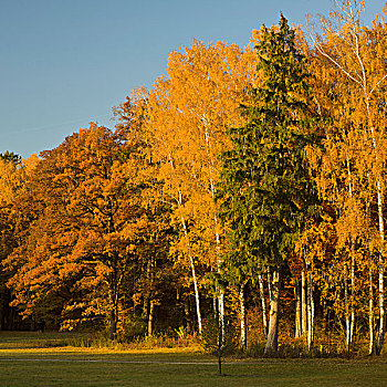 秋天,树林,斯瓦比亚,巴伐利亚,德国,欧洲