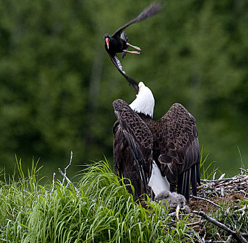 白头鹰,防护,鸟窝,牡蛎,湾,卡特麦国家公园,西南方,阿拉斯加,夏天