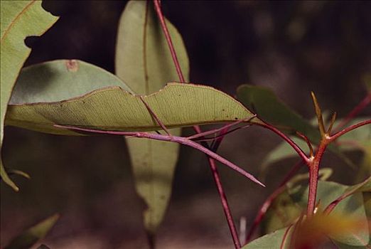 竹节虫,模仿,叶子,皇家,国家公园,澳大利亚