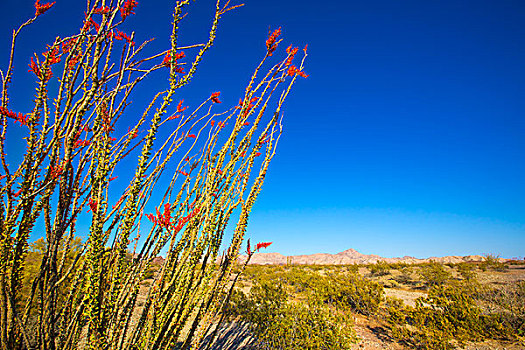 墨西哥刺木,红花,荒芜,加利福尼亚