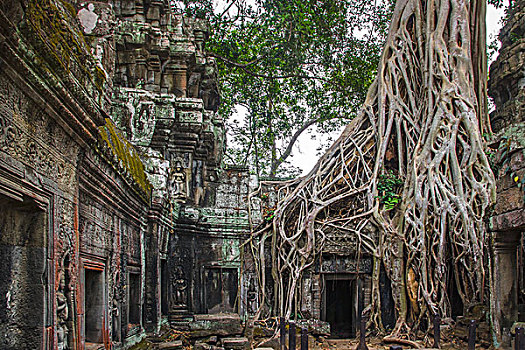 庙宇,繁茂,树,根部,收获,柬埔寨