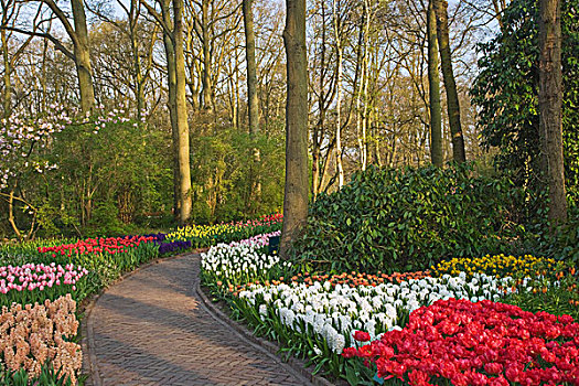 荷兰,库肯霍夫花园