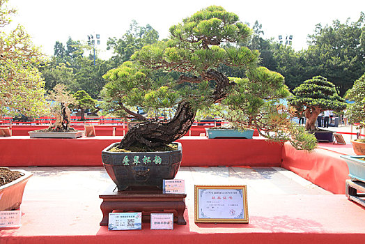 盆景,盆栽,岭南盆景,2019顺德容桂盆景精品展