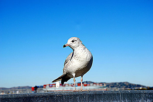 海鸥,港口,墙壁,旧金山