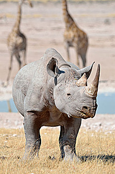 黑犀牛,成年,雄性,站立,干草,水潭,埃托沙国家公园,纳米比亚,非洲