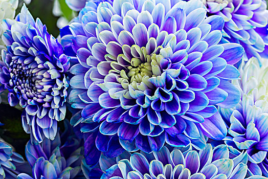 蓝色,菊花,花,清新,花瓣,微距,背景