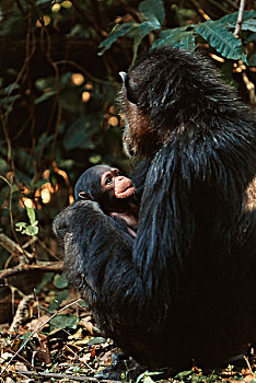 非洲,雌性,黑猩猩,幼仔,类人猿,大幅,尺寸
