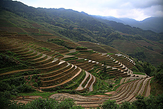 龙胜梯田