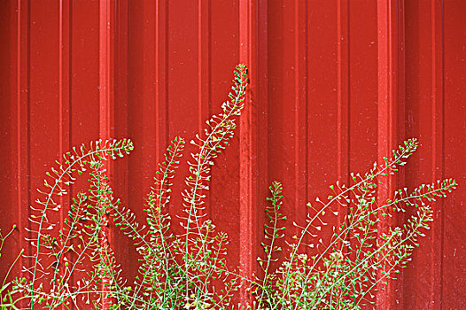 杂草,正面,红色,谷仓