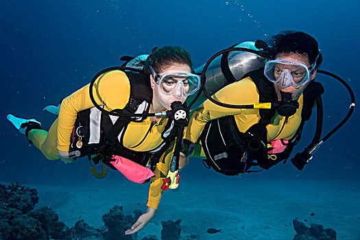 两个,潜水,珊瑚礁,帕劳,大洋洲