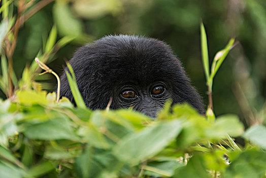幼仔,东方,大猩猩,上方,叶子,灌木,树林,脸,眼睛,关注,模糊,西部,省,卢旺达