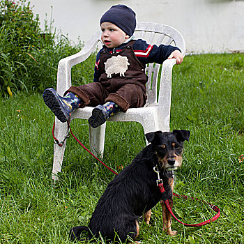 男孩,17个月,老,坐,椅子,梗犬,系