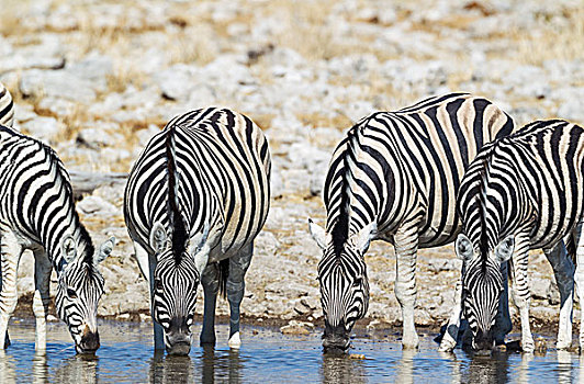 斑马,马,喝,水潭,埃托沙国家公园,纳米比亚,非洲