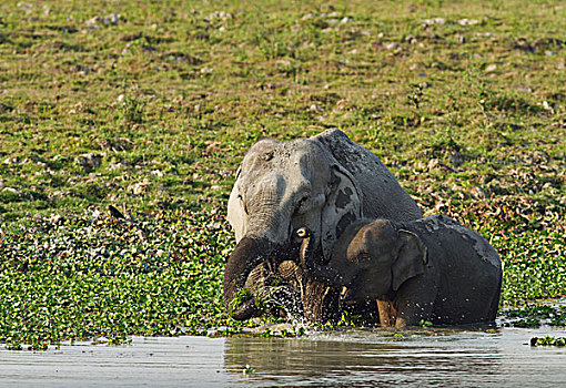 印度象,幼兽,进食,河,卡齐兰加国家公园,印度