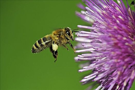 蜜蜂,意大利蜂,飞行,蓟属植物,蓟属
