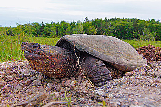 鳄龟,产卵,靠近,湿地,新斯科舍省,加拿大