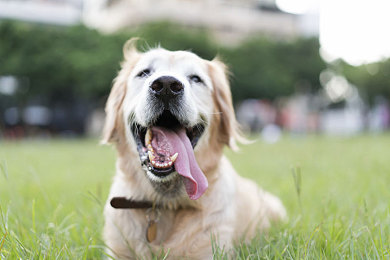 dog圖片_dog高清圖片_全景視覺