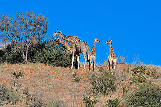 长颈鹿,两个,幼兽,对视,成年人,进食,上面,沙丘,卡拉哈迪,国家公园,北开普,南非,非洲