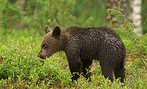 年轻,褐色,熊,幼兽,卡瑞里亚,芬兰,欧洲