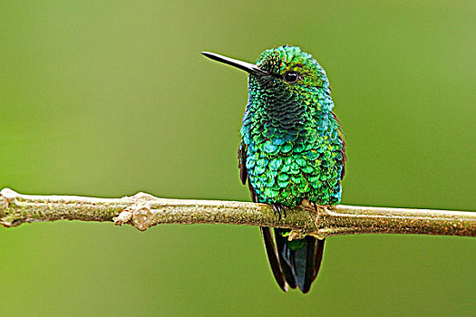 西部,翠绿色,蜂鸟,栖息,枝条,厄瓜多尔