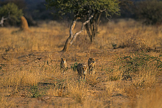 纳米比亚,印度豹,猎豹,尾随