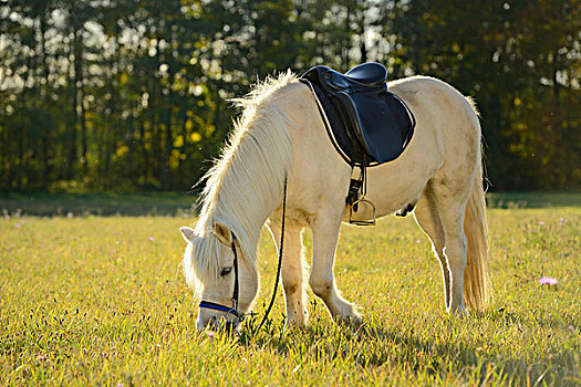 侧视图,白色,冰岛小马,穿,蓝,鞍,吃草在领域