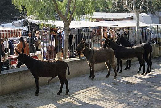 马略卡岛,市场,驴
