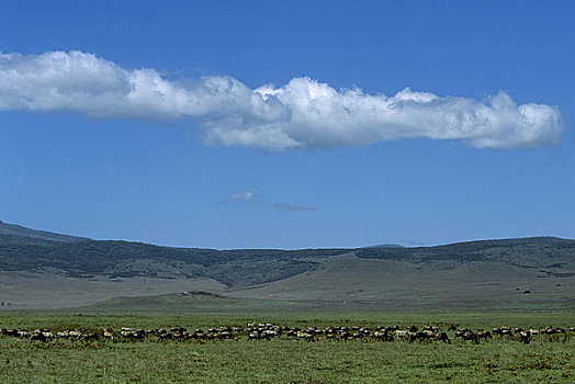 坦桑尼亚,恩戈罗恩戈罗火山口,放牧,角马,斑马