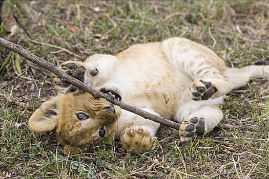 非洲狮,狮子,6-7岁,星期,老,幼兽,玩,棍,脆弱,马赛马拉国家保护区,肯尼亚