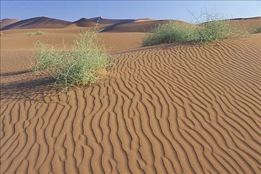 纳米比亚,纳米布沙漠,植物,沙丘