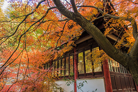 金秋开元寺