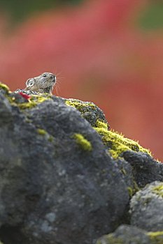 鼠兔,岩石上,秋天