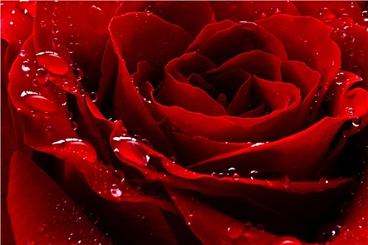 红玫瑰,水滴