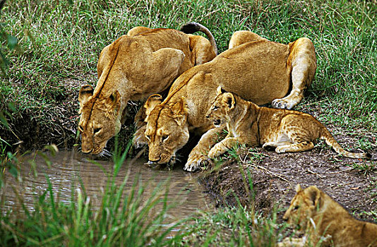 非洲狮,狮子,女性,幼兽,喝,水边,洞,肯尼亚