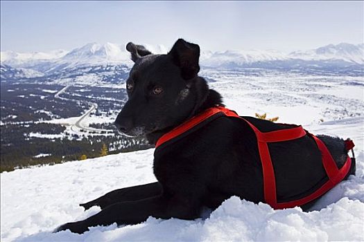 休息,雪橇狗,阿拉斯加,哈士奇犬,马具,木屋,白色,小路,不列颠哥伦比亚省,育空地区,加拿大,北美