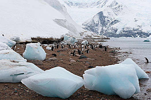 巴布亚企鹅,港口,南极