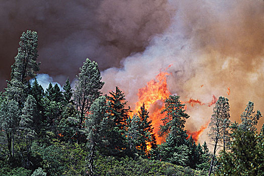 巨大,火焰,野火,国家森林,加利福尼亚,美国